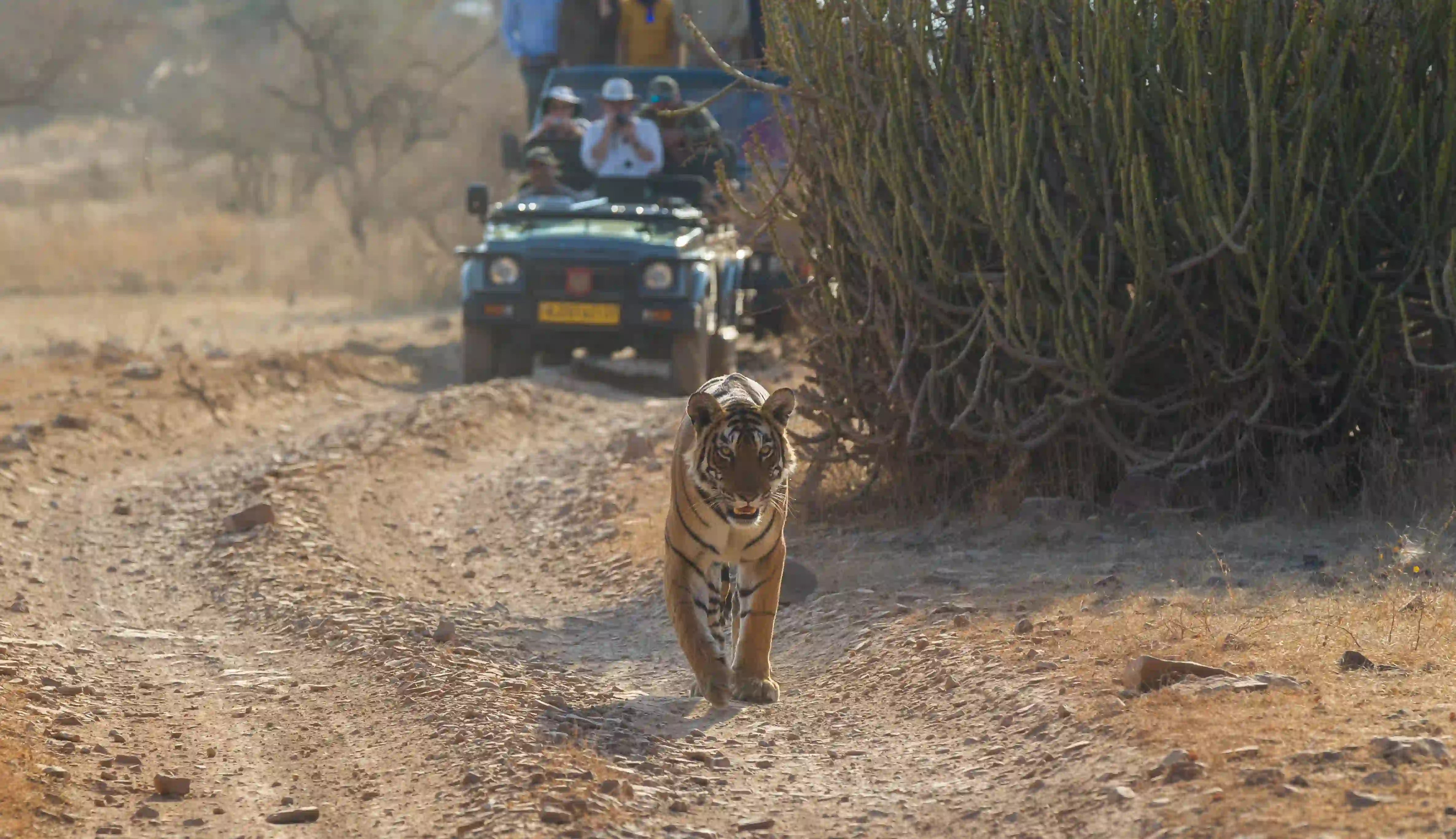 Golden Triangle Tour with Wildlife