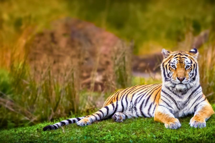 Same Day Tiger Safari Private Trip By Car from Jaipur
