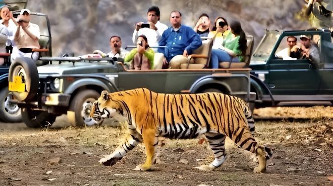 golden triangle & tiger safari delhi agra jaipur & ranthambore 4d 3n